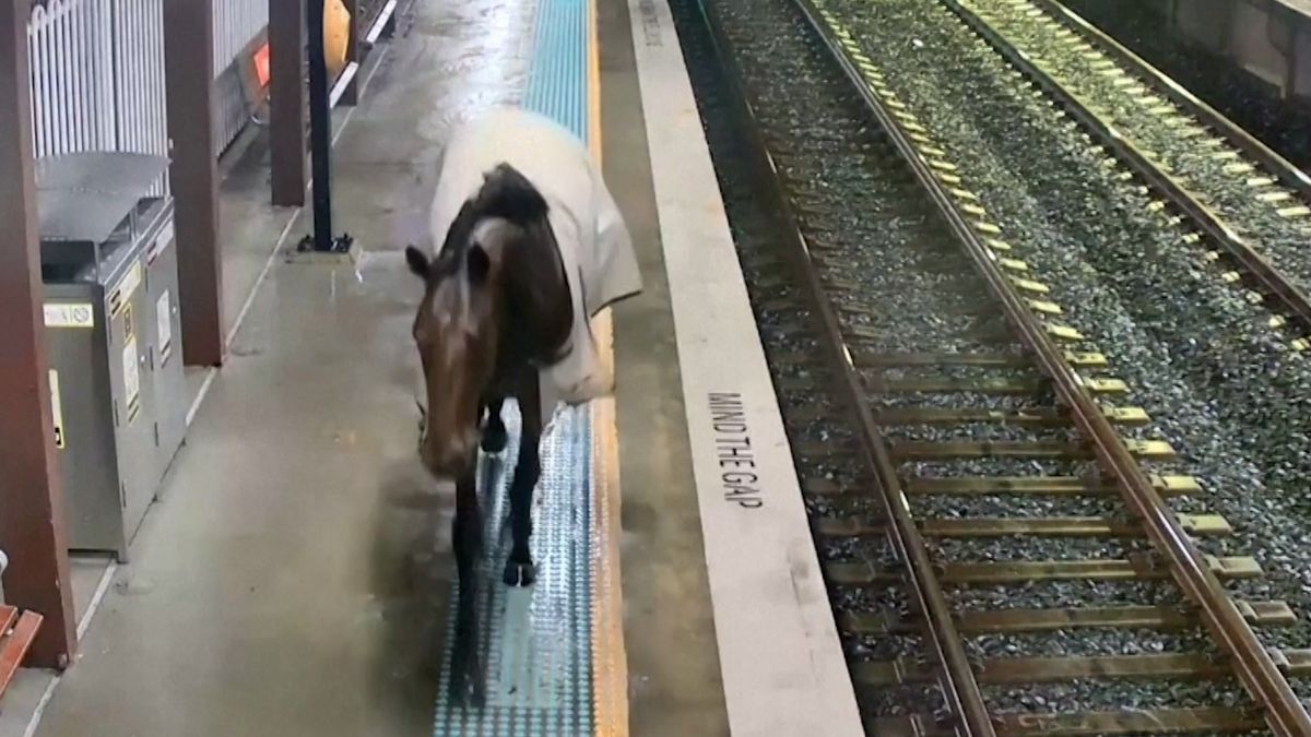 Na nádraží v Sydney se potuloval kůň. Zvažoval nástup do vlaku